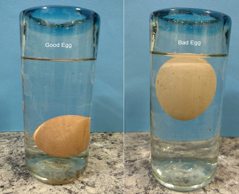 Good Egg Bad Egg Test 768x625 